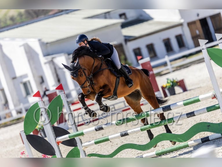 Westphalien Hongre 6 Ans 173 cm Bai in Region Prag