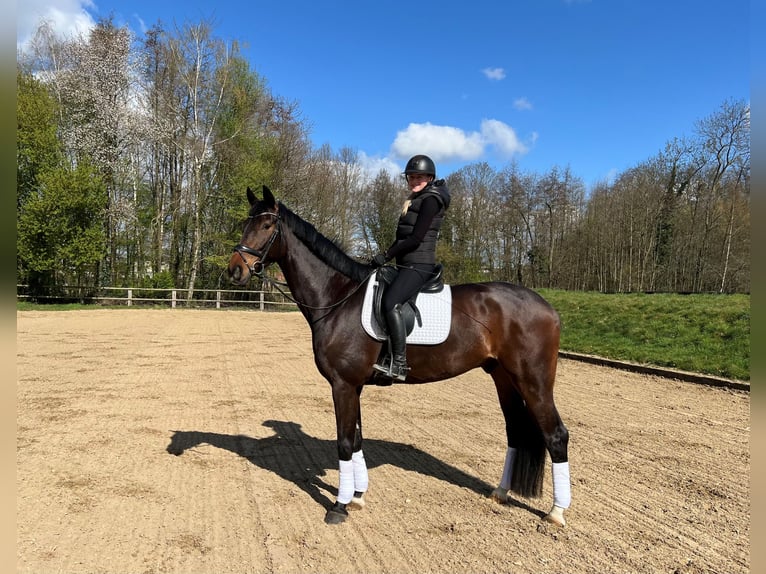 Westphalien Hongre 6 Ans 174 cm Bai brun in Erkrath Westphalien Hongre 6 Ans 174 cm Bai brun in Erkrath