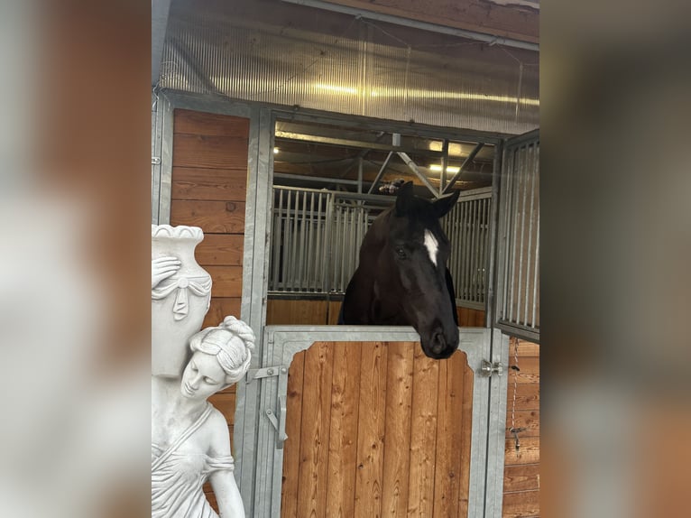 Westphalien Hongre 6 Ans 174 cm Noir in Seibersdorf