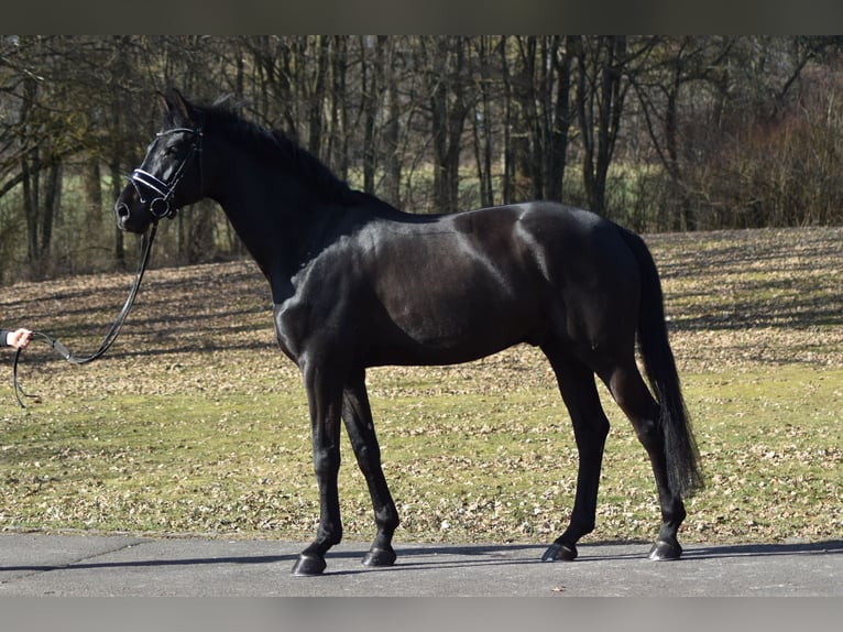 Westphalien Hongre 6 Ans 174 cm Noir in Herbstein