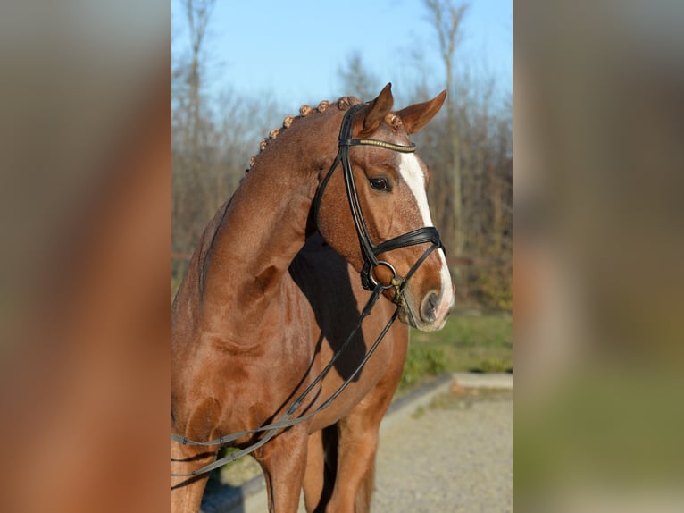 Westphalien Hongre 6 Ans 175 cm Alezan in Iserlohn