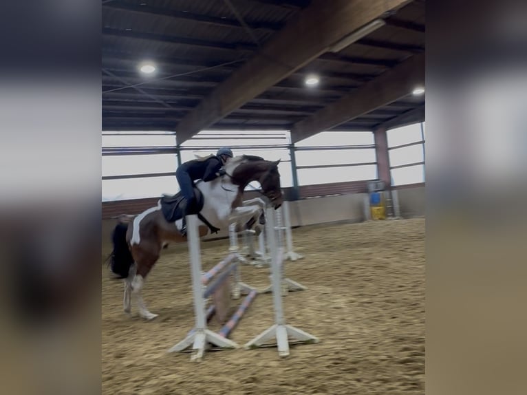 Westphalien Hongre 6 Ans 176 cm Pinto in Warendorf