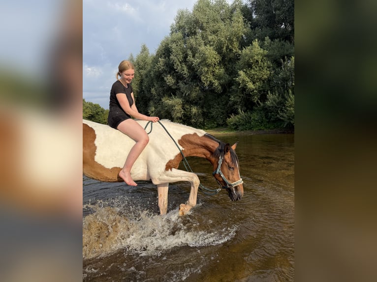 Westphalien Hongre 6 Ans 176 cm Pinto in Warendorf