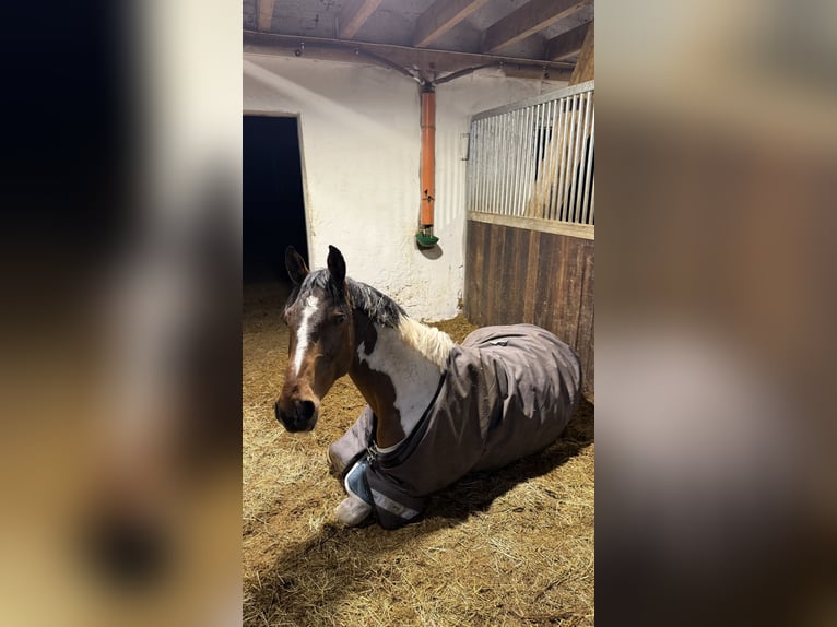 Westphalien Hongre 6 Ans 176 cm Pinto in Warendorf