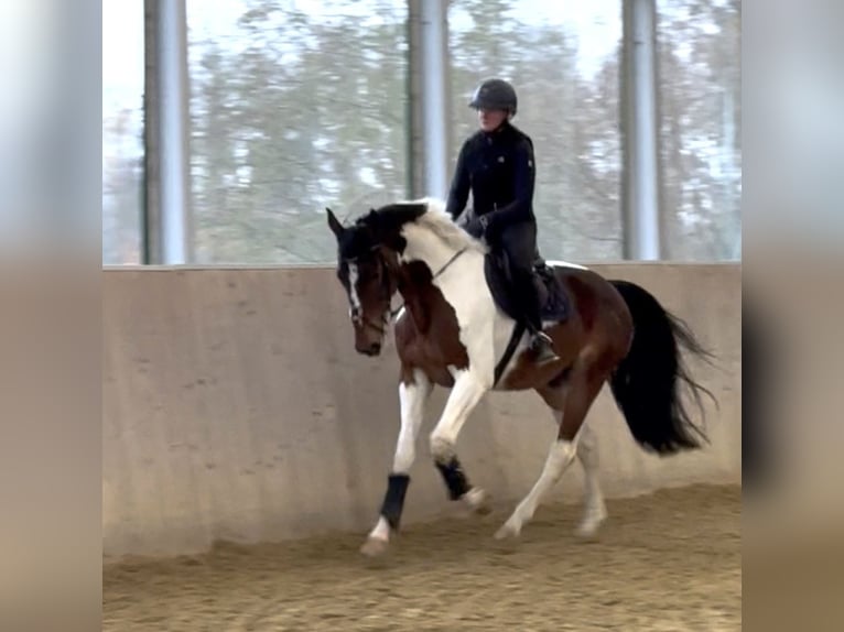 Westphalien Hongre 6 Ans 176 cm Pinto in Warendorf