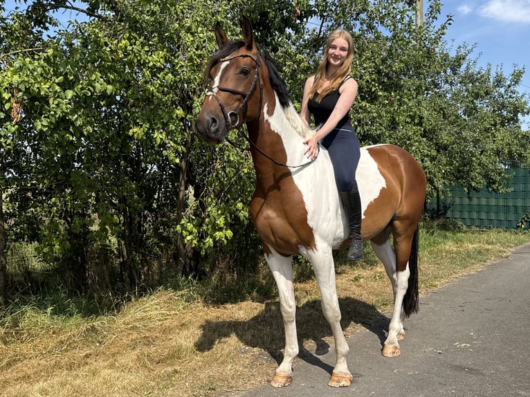 Westphalien Hongre 6 Ans 176 cm Pinto in Warendorf