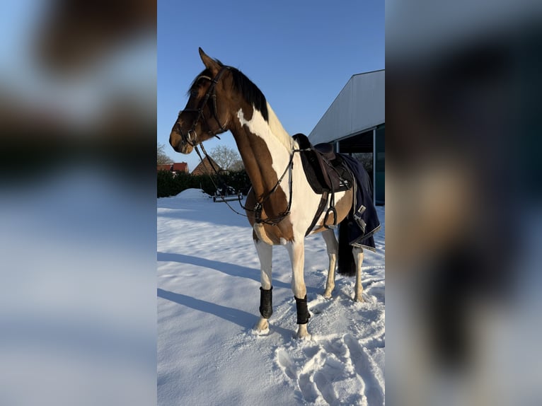 Westphalien Hongre 6 Ans 176 cm Pinto in Warendorf
