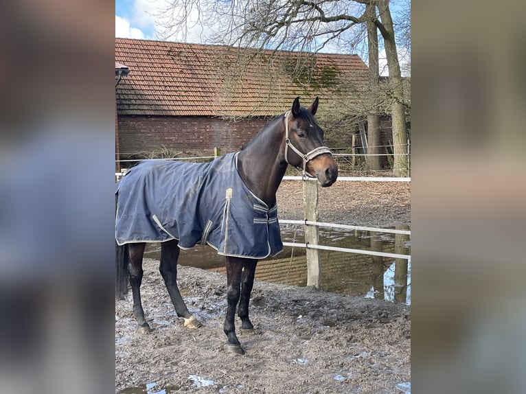Westphalien Hongre 6 Ans 177 cm Bai brun in Dorsten