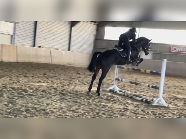 Westphalien Hongre 6 Ans 178 cm Bai brun foncé in Windhagen