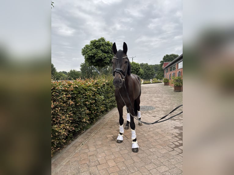 Westphalien Hongre 6 Ans 180 cm Bai brun foncé in Waltrop