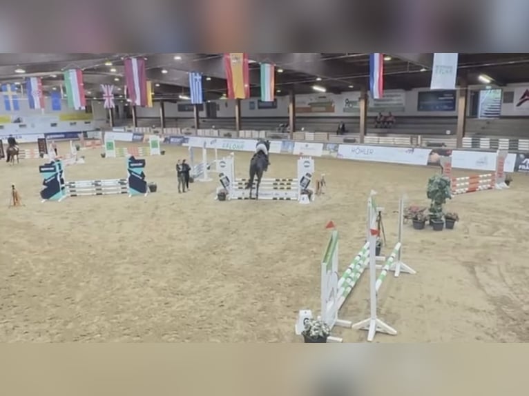 Westphalien Hongre 6 Ans 182 cm Bai brun foncé in Windhagen