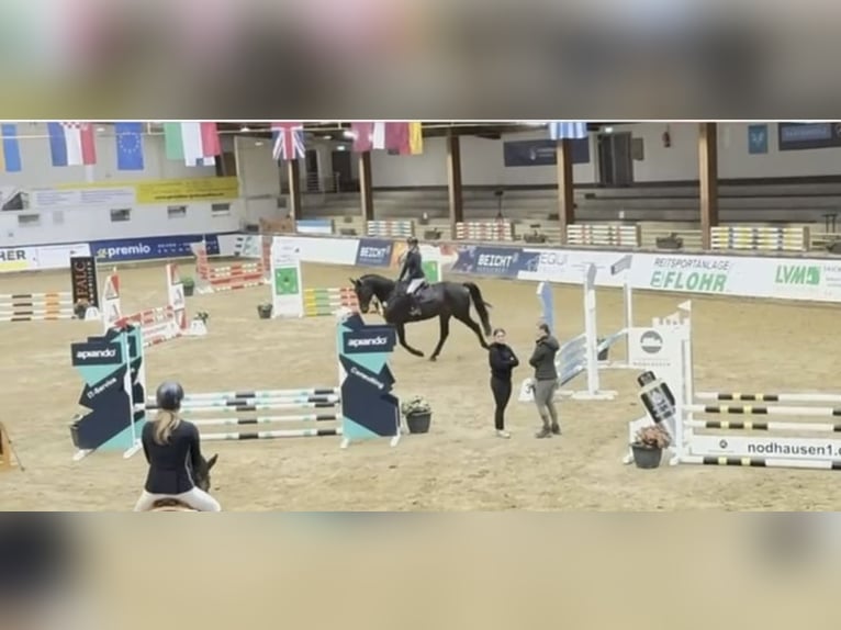 Westphalien Hongre 6 Ans 182 cm Bai brun foncé in Windhagen