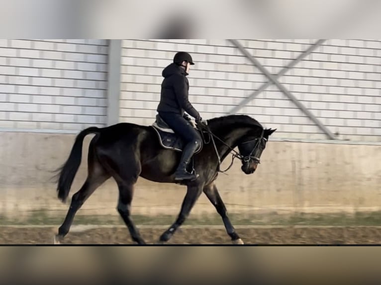 Westphalien Hongre 6 Ans 182 cm Bai brun foncé in Windhagen