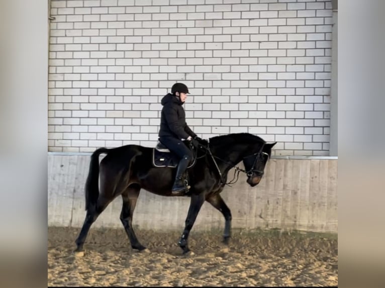 Westphalien Hongre 6 Ans 182 cm Bai brun foncé in Windhagen