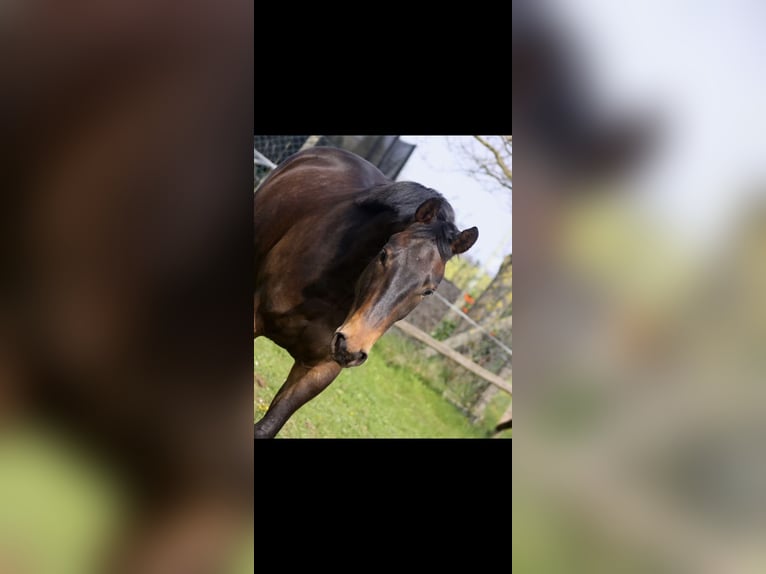 Westphalien Hongre 7 Ans 164 cm Bai brun in Brilon