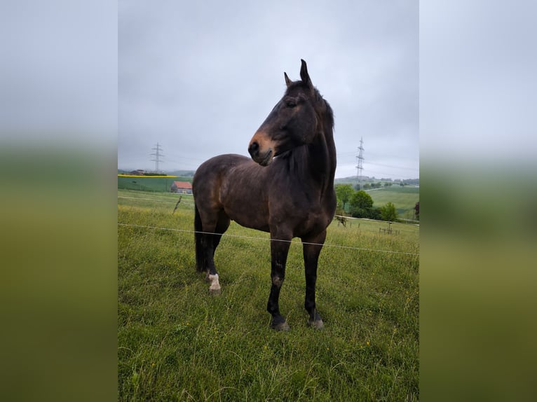 Westphalien Hongre 7 Ans 164 cm Bai brun in Brilon