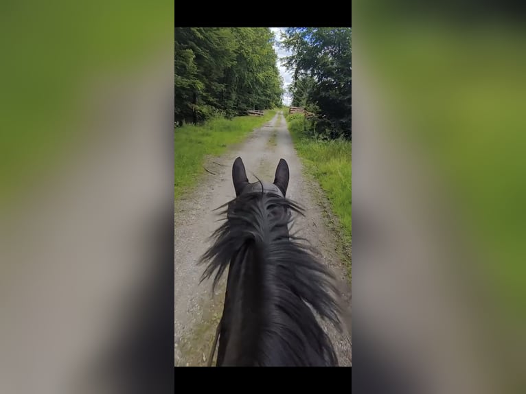 Westphalien Hongre 7 Ans 164 cm Bai brun in Brilon