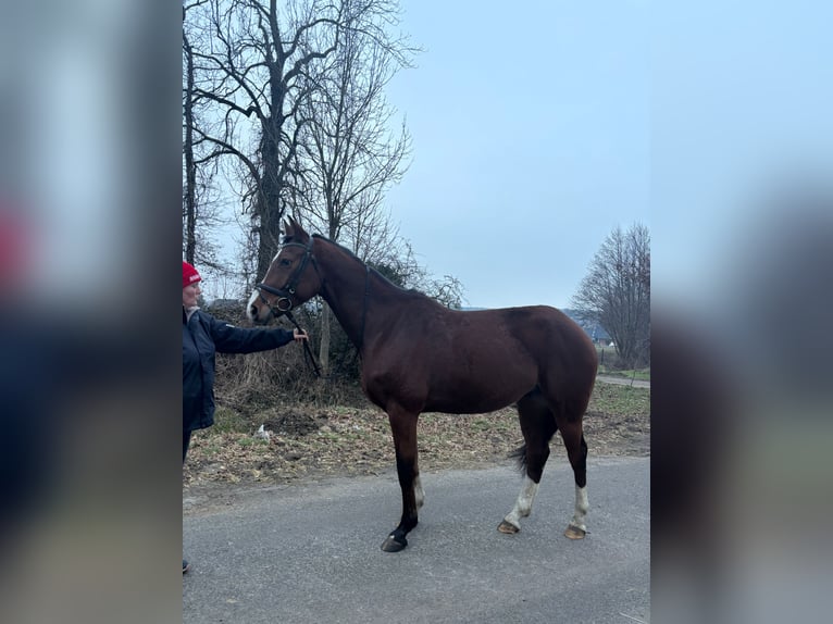 Westphalien Hongre 7 Ans 165 cm Bai in Tecklenburg