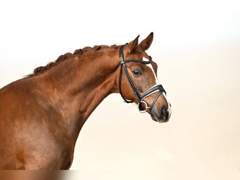 Westphalien Hongre 7 Ans 166 cm Alezan in Lüdinghausen