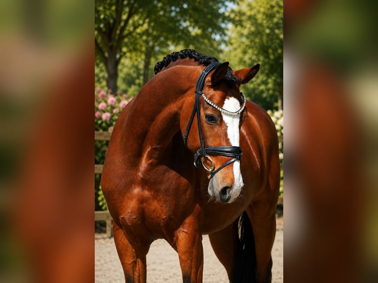 Westphalien Hongre 7 Ans 166 cm Bai in Butjadingen