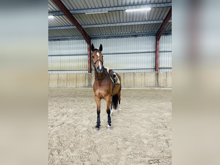 Westphalien Hongre 7 Ans 166 cm Bai in Emsbüren
