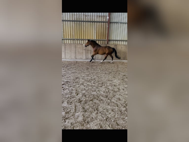 Westphalien Hongre 7 Ans 166 cm Bai in Emsbüren