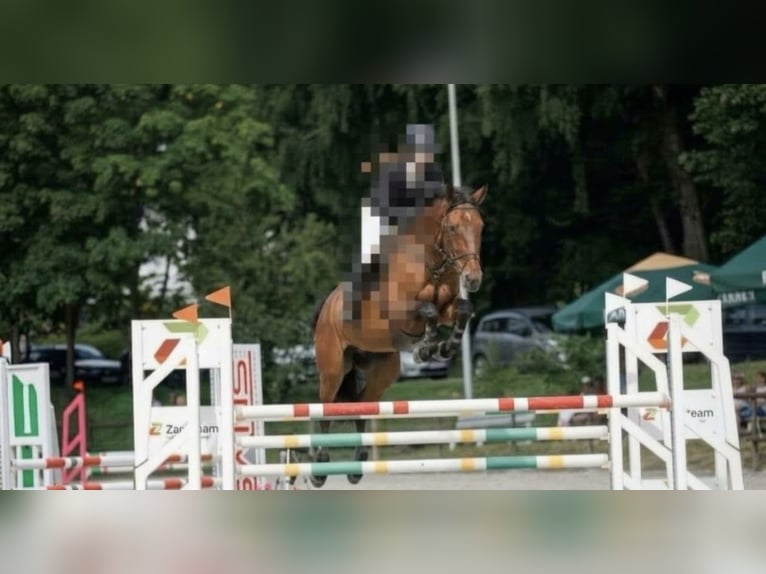 Westphalien Hongre 7 Ans 166 cm Bai in Bechhofen