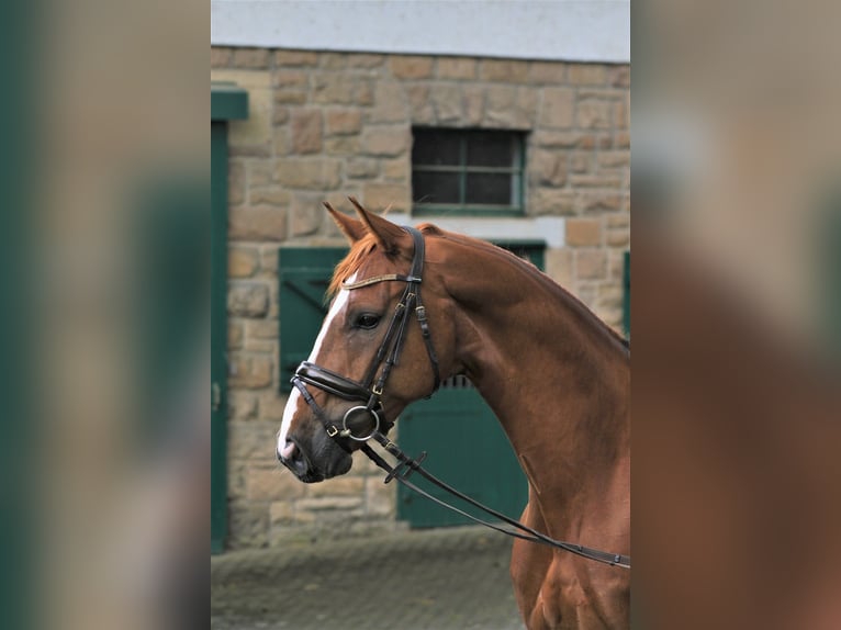 Westphalien Hongre 7 Ans 167 cm Alezan in Blombergrg