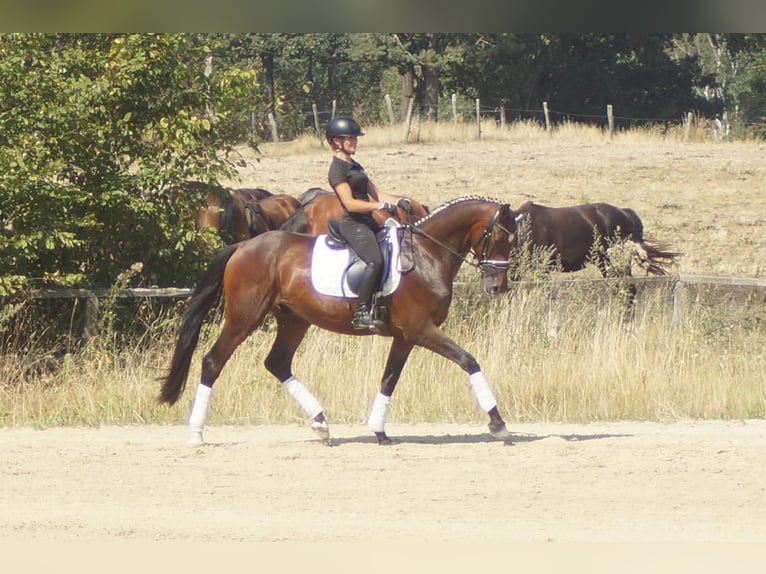 Westphalien Hongre 7 Ans 167 cm Bai in Iserlohn