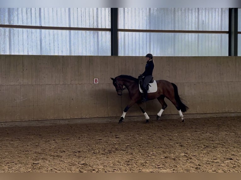 Westphalien Hongre 7 Ans 168 cm Bai in Sprockhövel
