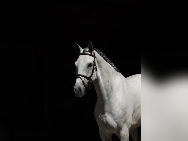Westphalien Hongre 7 Ans 168 cm Gris in Visbek