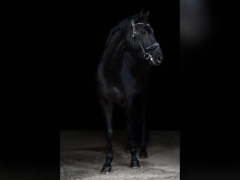 Westphalien Hongre 7 Ans 168 cm Noir in Hamminkeln