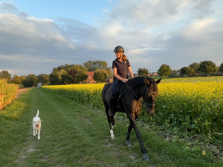 Westphalien Hongre 7 Ans 169 cm Alezan brûlé in Billerbeck