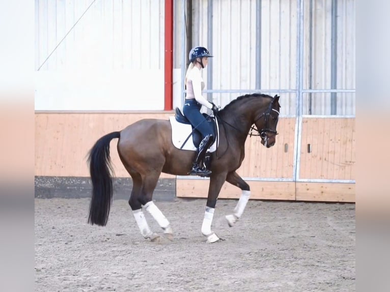 Westphalien Hongre 7 Ans 169 cm Bai in Hohenfelde