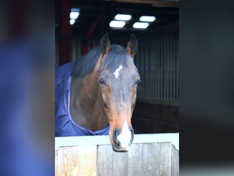 Westphalien Hongre 7 Ans 169 cm Bai in Hohenfelde