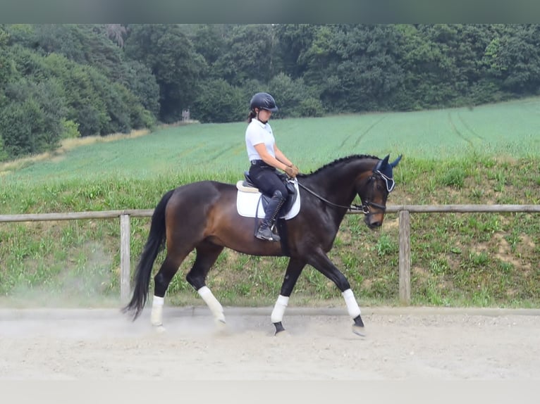 Westphalien Hongre 7 Ans 170 cm Bai brun in Wellheim