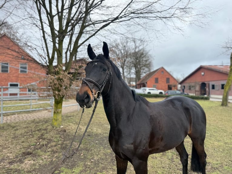 Westphalien Hongre 7 Ans 170 cm Bai brun in Gütersloh