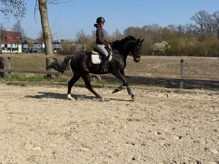 Westphalien Hongre 7 Ans 170 cm Bai brun in Gütersloh