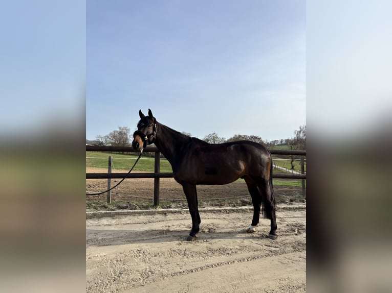 Westphalien Hongre 7 Ans 170 cm Bai brun in Hadamar