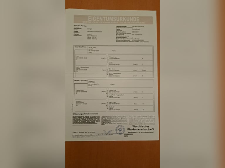 Westphalien Hongre 7 Ans 170 cm Bai brun in Hadamar