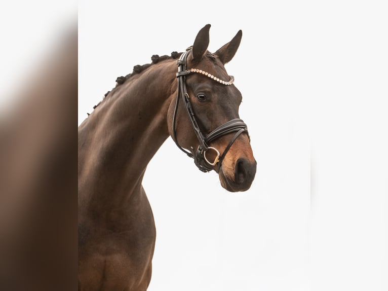 Westphalien Hongre 7 Ans 170 cm Bai in Egtved