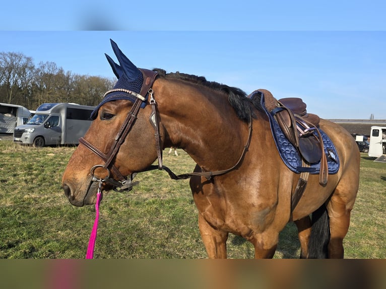 Westphalien Hongre 7 Ans 170 cm Bai in Minden