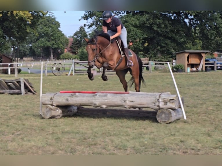 Westphalien Hongre 7 Ans 170 cm Bai in Minden