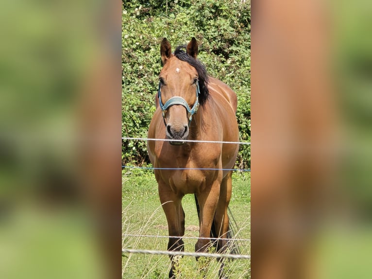Westphalien Hongre 7 Ans 170 cm Bai in Minden