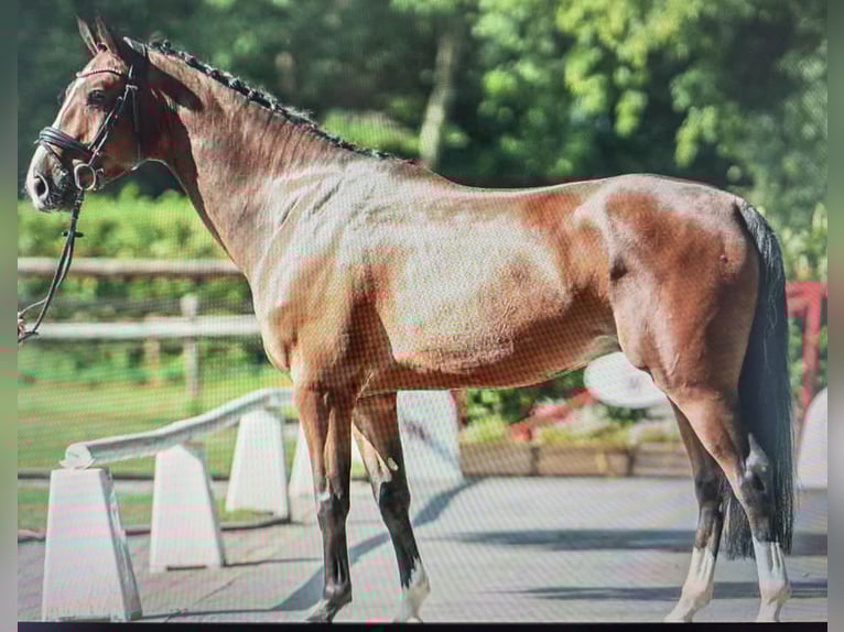 Westphalien Hongre 7 Ans 170 cm Bai in Dornburg