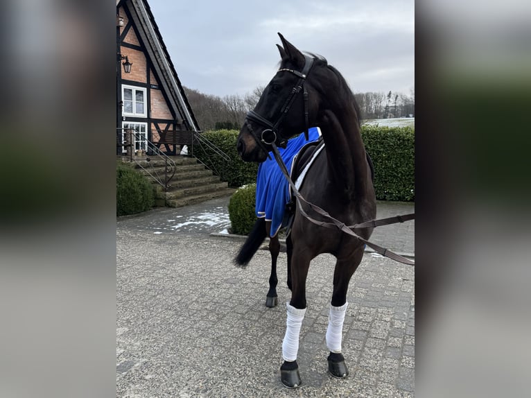 Westphalien Hongre 7 Ans 171 cm Bai brun in Hagen