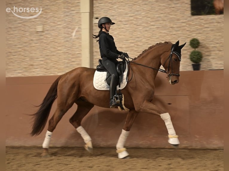 Westphalien Hongre 7 Ans 172 cm Alezan brûlé in Wehringen