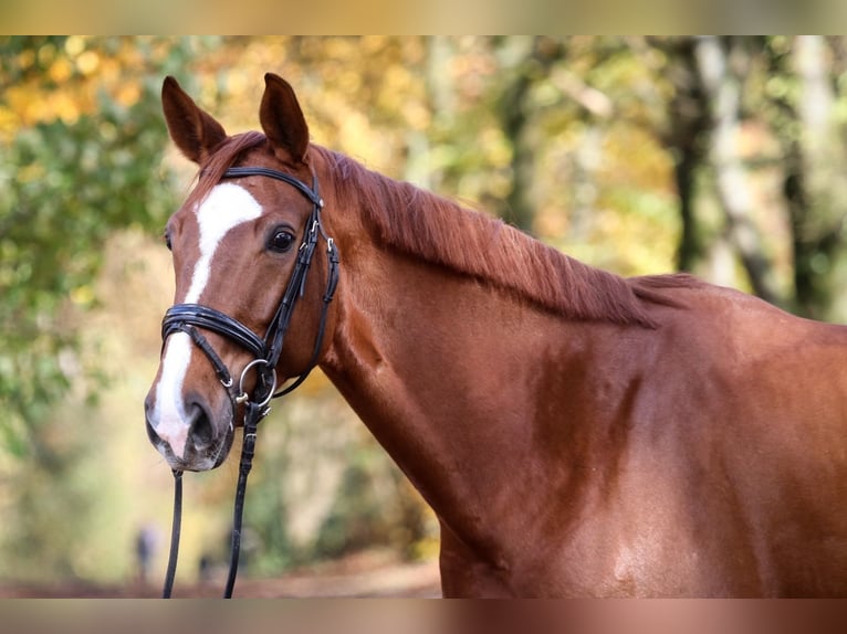 Westphalien Hongre 7 Ans 172 cm Alezan in Wuppertal