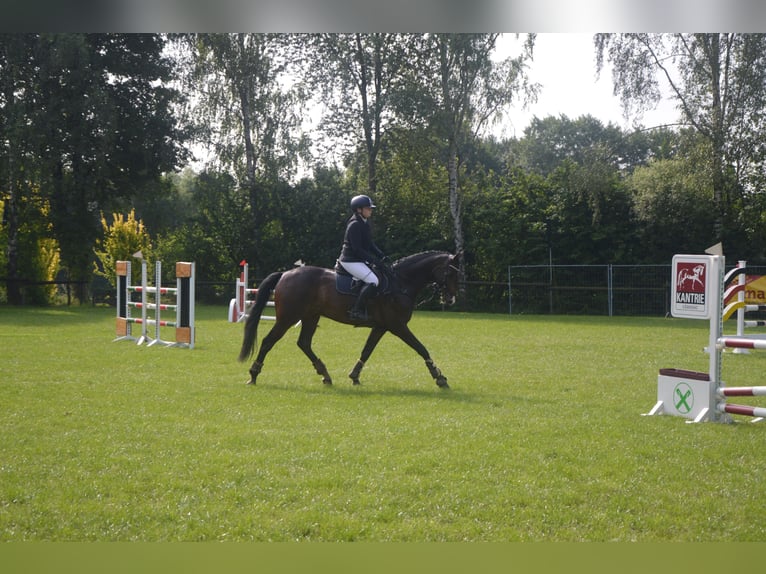 Westphalien Hongre 7 Ans 172 cm Bai in Emsdetten