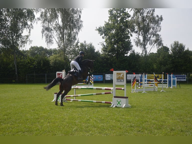Westphalien Hongre 7 Ans 172 cm Bai in Emsdetten